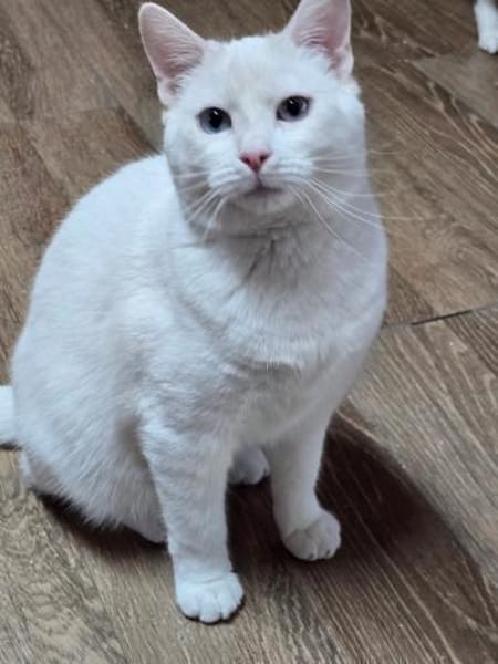 FIONN - Schneeflöckchen sucht Familie!