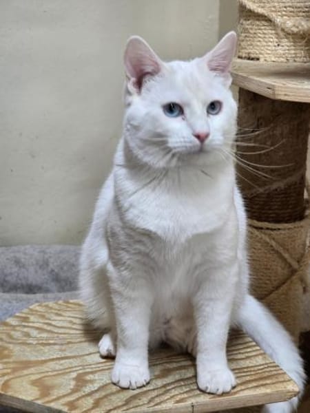 FIONN - Schneeflöckchen sucht Familie!