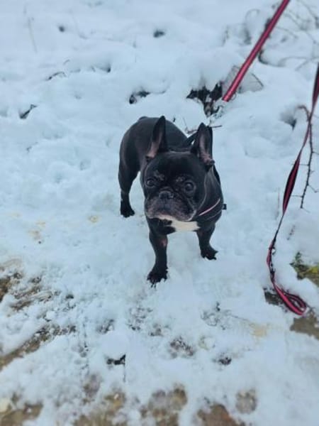 Kayra sucht ein Zuhause