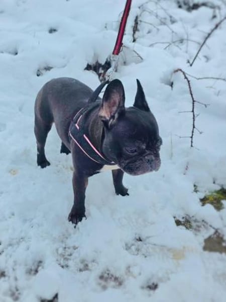 Kayra sucht ein Zuhause