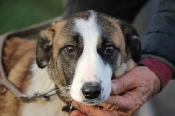 Jamie - kinderlieb u. verspielt