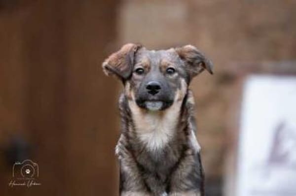 PRETTY * süße wilde Hummel