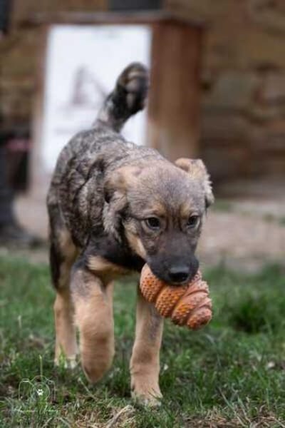 PRETTY * süße wilde Hummel