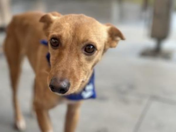 PIPA ❤ sucht ihren Lieblingsmenschen