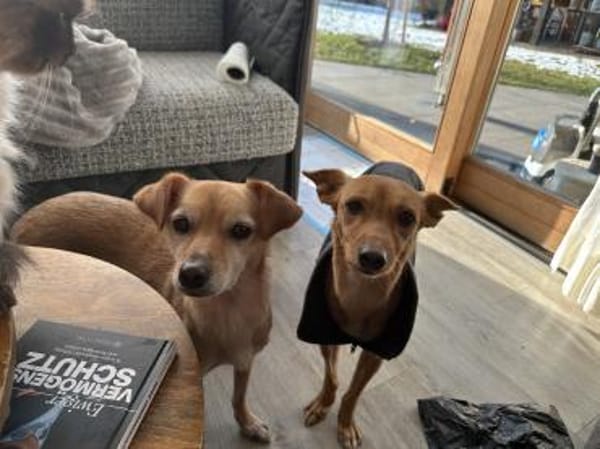 PIPA ❤ sucht ihren Lieblingsmenschen