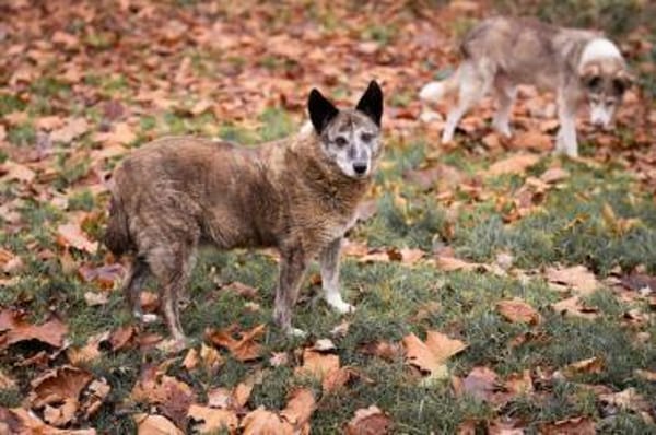Lucy liebe alte Hündin 🍀