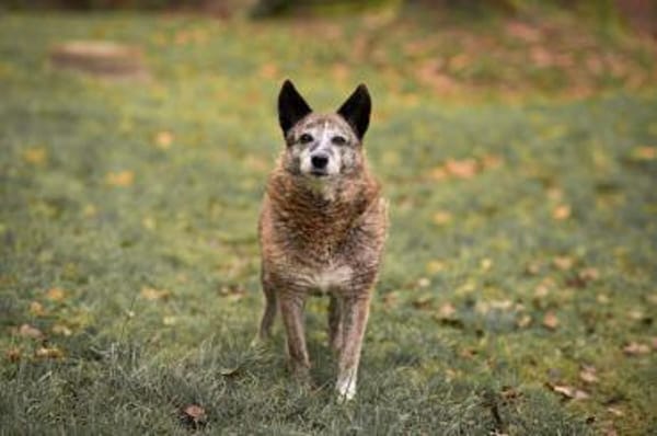 Lucy liebe alte Hündin 🍀