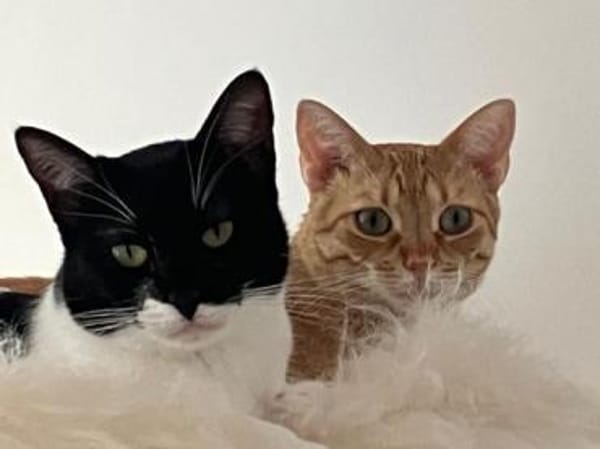 Jefa - Das Schicksal will es anders