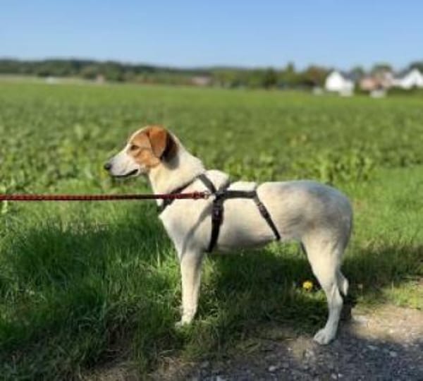 Meyra 62 cm (Pflegestelle)