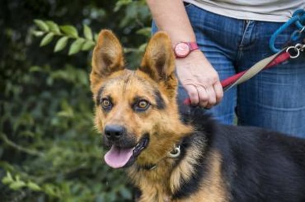 Franko lebte an der Kette