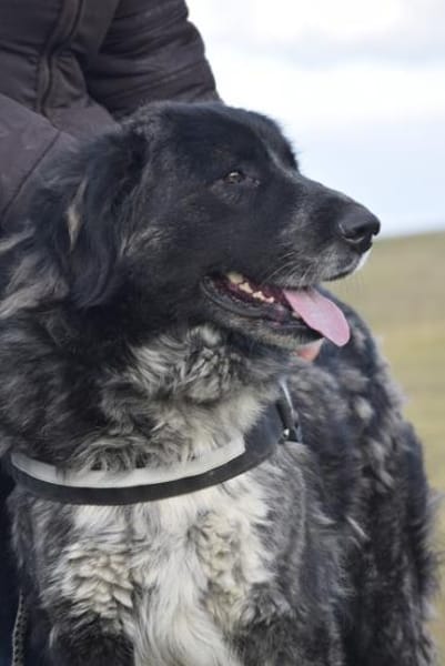 Lizi, eine auffallende Schönheit