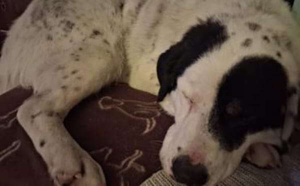 Schreibst du mit an Fleckis Happy End?