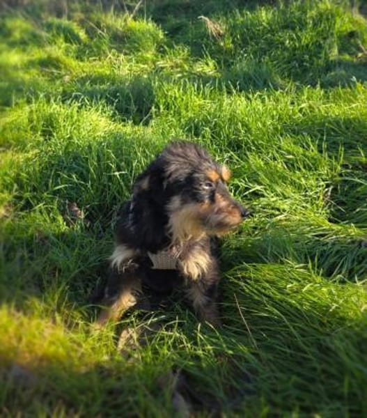 Krasi ein liebes Mädchen