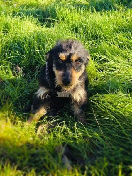 Krasi ein liebes Mädchen