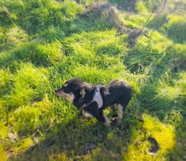 Krasi ein liebes Mädchen