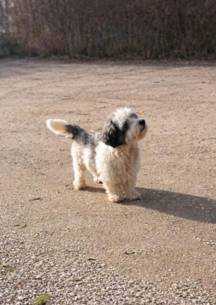 Muffin 🥰 lustig und freundlich