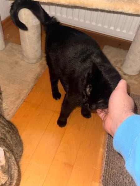 Charmeur Bobo sucht für-immer-Zuhause