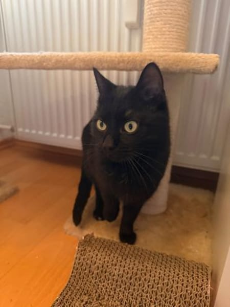 Charmeur Bobo sucht für-immer-Zuhause