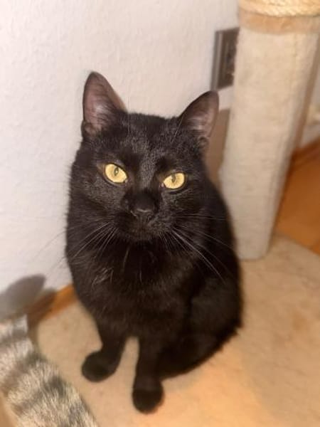 Charmeur Bobo sucht für-immer-Zuhause