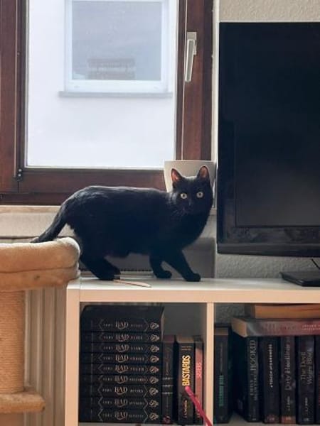 Charmeur Bobo sucht für-immer-Zuhause