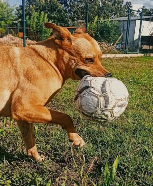 Barni ist ein lebensfreudiger Kerl