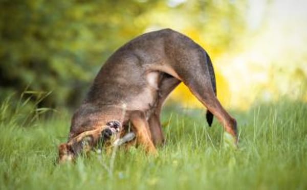 Unsere tapfere Straßenhündin Mayra