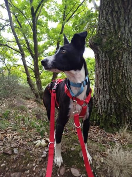 BERTA: Eine ganz besondere Hündin