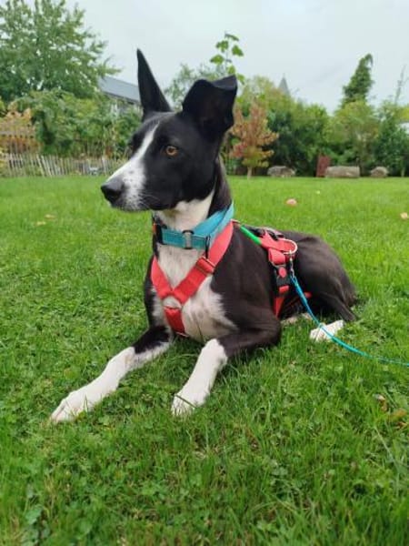 BERTA: Eine ganz besondere Hündin