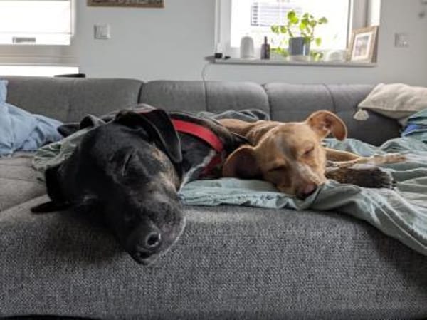 Pinha - Herzenshündin auf vier Pfoten