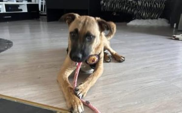 Jungspund Baily wartet auf dich