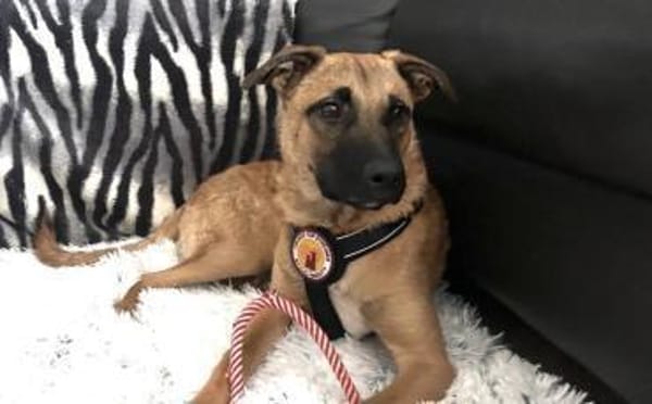 Jungspund Baily wartet auf dich