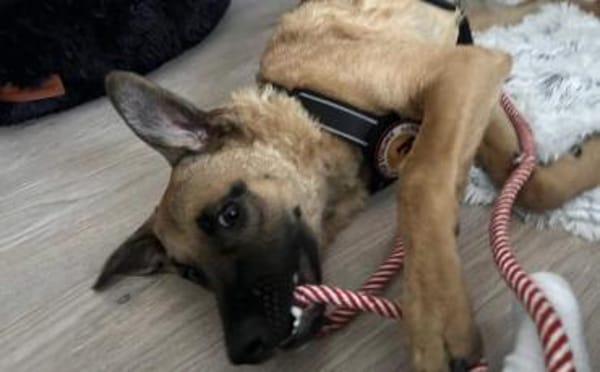 Jungspund Baily wartet auf dich