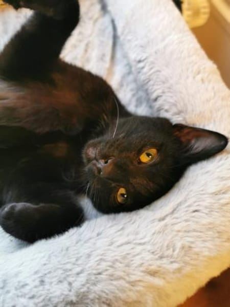 Simba & Mogli suchen Kuschelplatz