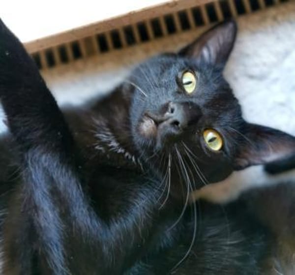 Simba & Mogli suchen Kuschelplatz