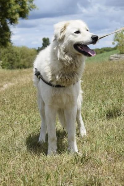 Kefir will alles richtig machen