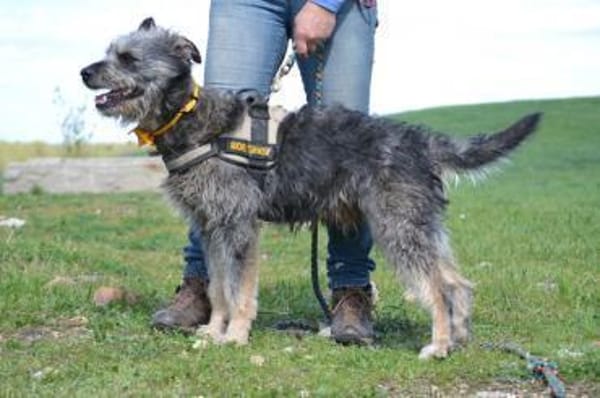 Maci, zerzauster Wirbelwind