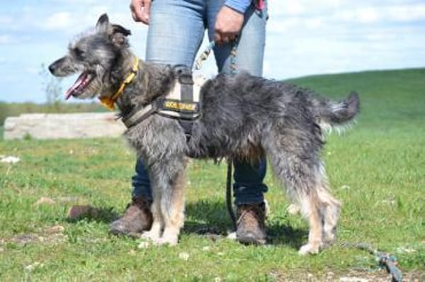 Maci, zerzauster Wirbelwind