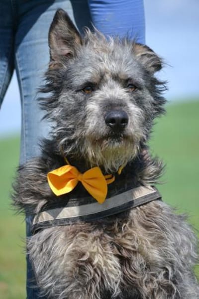 Maci, zerzauster Wirbelwind