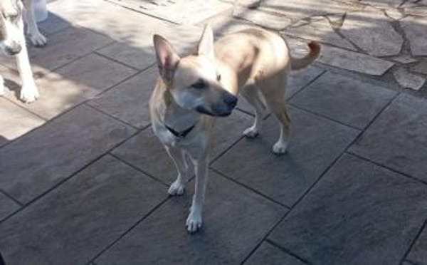 Aluna (jetzt Luna) sucht ein Zuhause