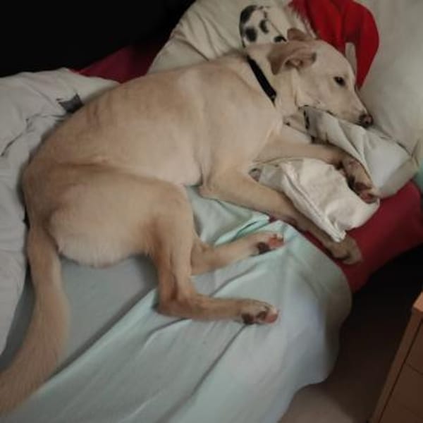 🦴✨ Lieber Luke sucht Halt ✨🦴