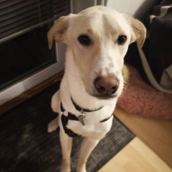 🦴✨ Lieber Luke sucht Halt ✨🦴