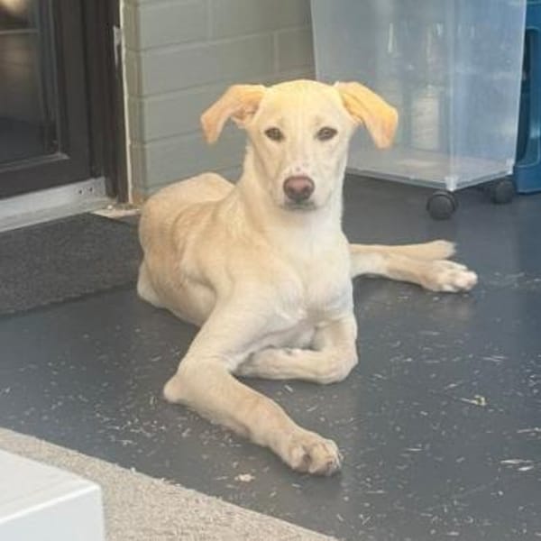 🦴✨ Lieber Luke sucht Halt ✨🦴