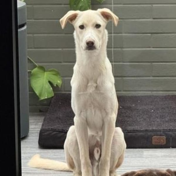 🦴✨ Lieber Luke sucht Halt ✨🦴