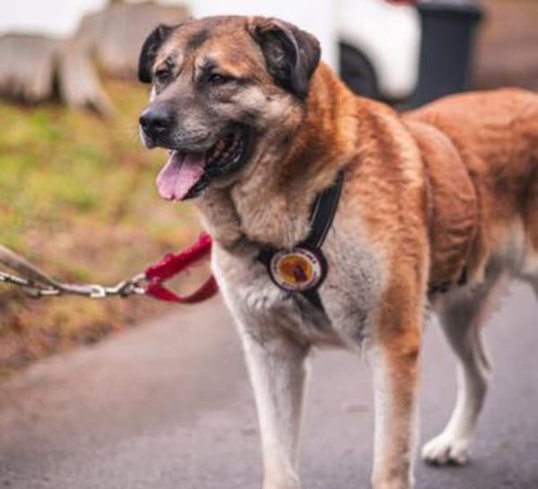 Sammi: Mischung aus Stärke und Sanftheit