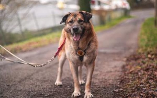 Sammi: Mischung aus Stärke und Sanftheit