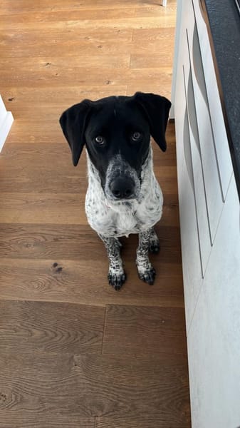 Balu, Suche DRINGEND neues Zuhause