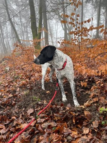 Balu, Suche DRINGEND neues Zuhause