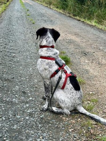 Balu, Suche DRINGEND neues Zuhause