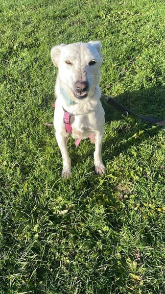 Bianchina 💛💛💛 lieb & anhänglich