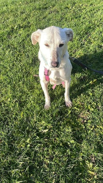 Bianchina 💛💛💛 lieb & anhänglich